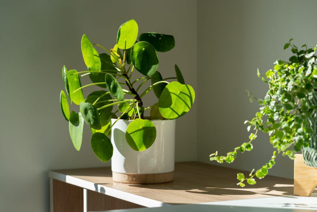 How to grow and care for money plants, the darlings of the Feng Shui world