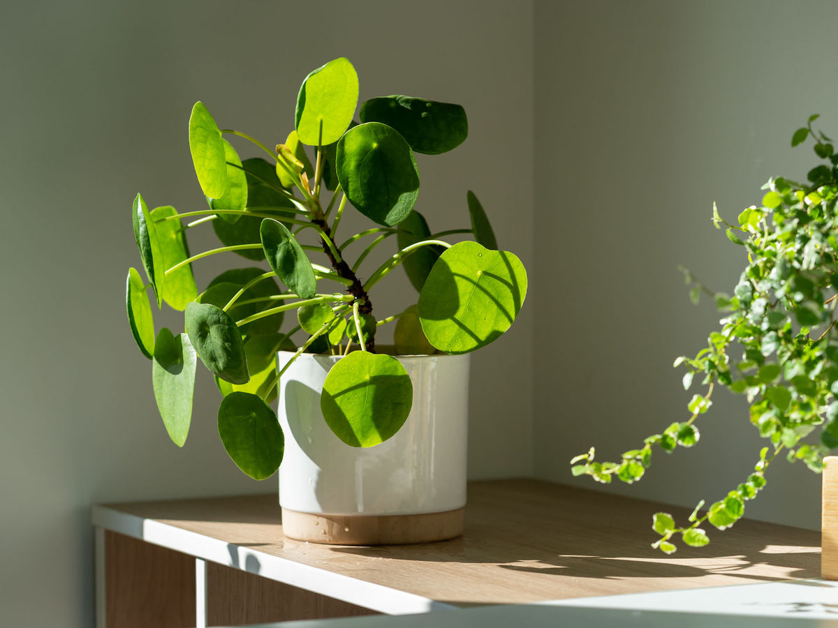 how to grow and care for money plants, the darlings of the feng