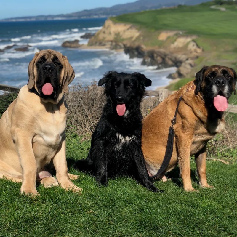 Dogue, the first fine-dining restaurant for dogs in the US, offers a three-course menu