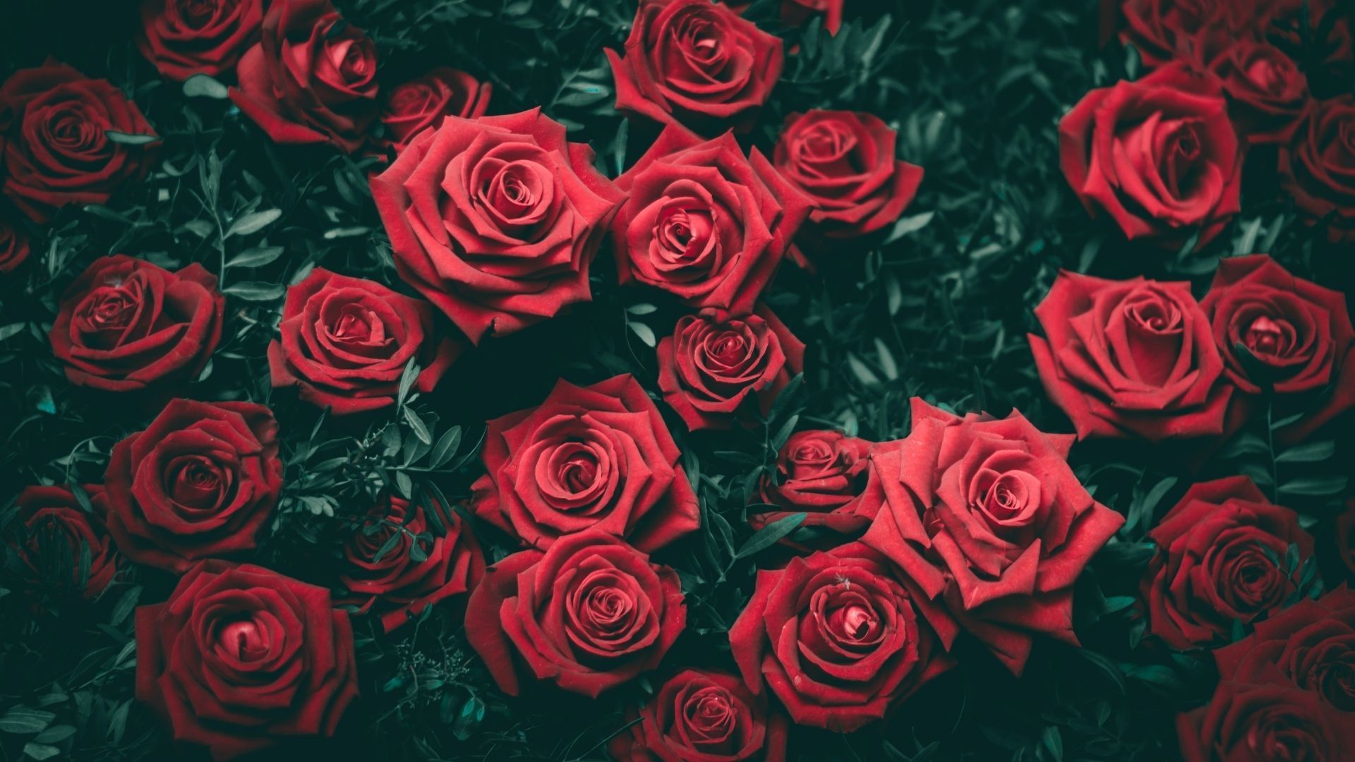 Rose, fresh, red flowers, 1080x2160 wallpaper | Red flower wallpaper, Red roses  wallpaper, Red flowers