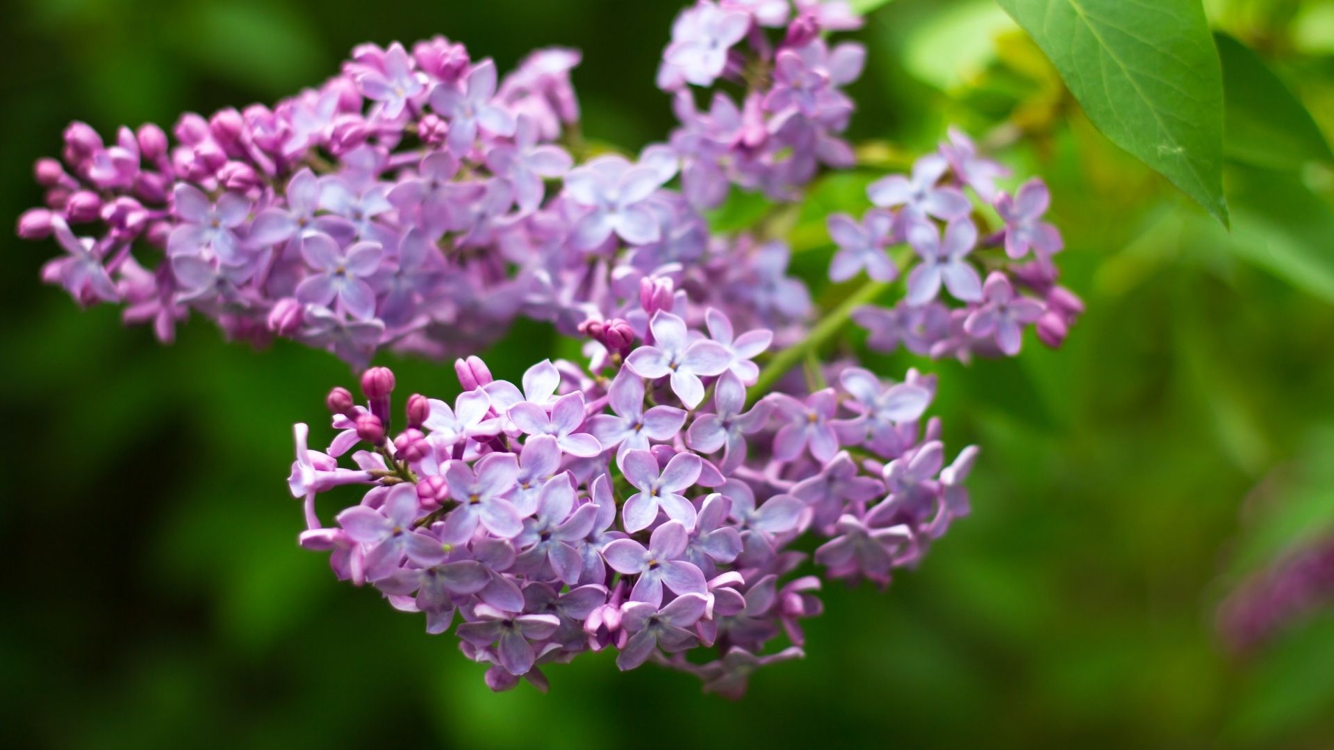 Lilac flowers