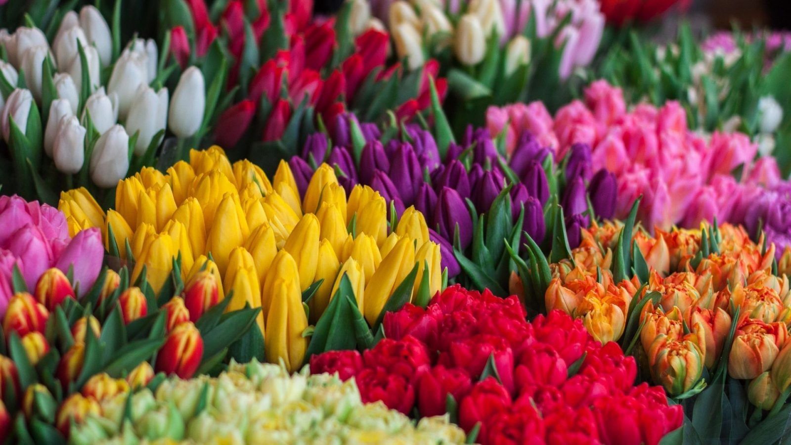 Most beautiful flowers to make you smile instantly