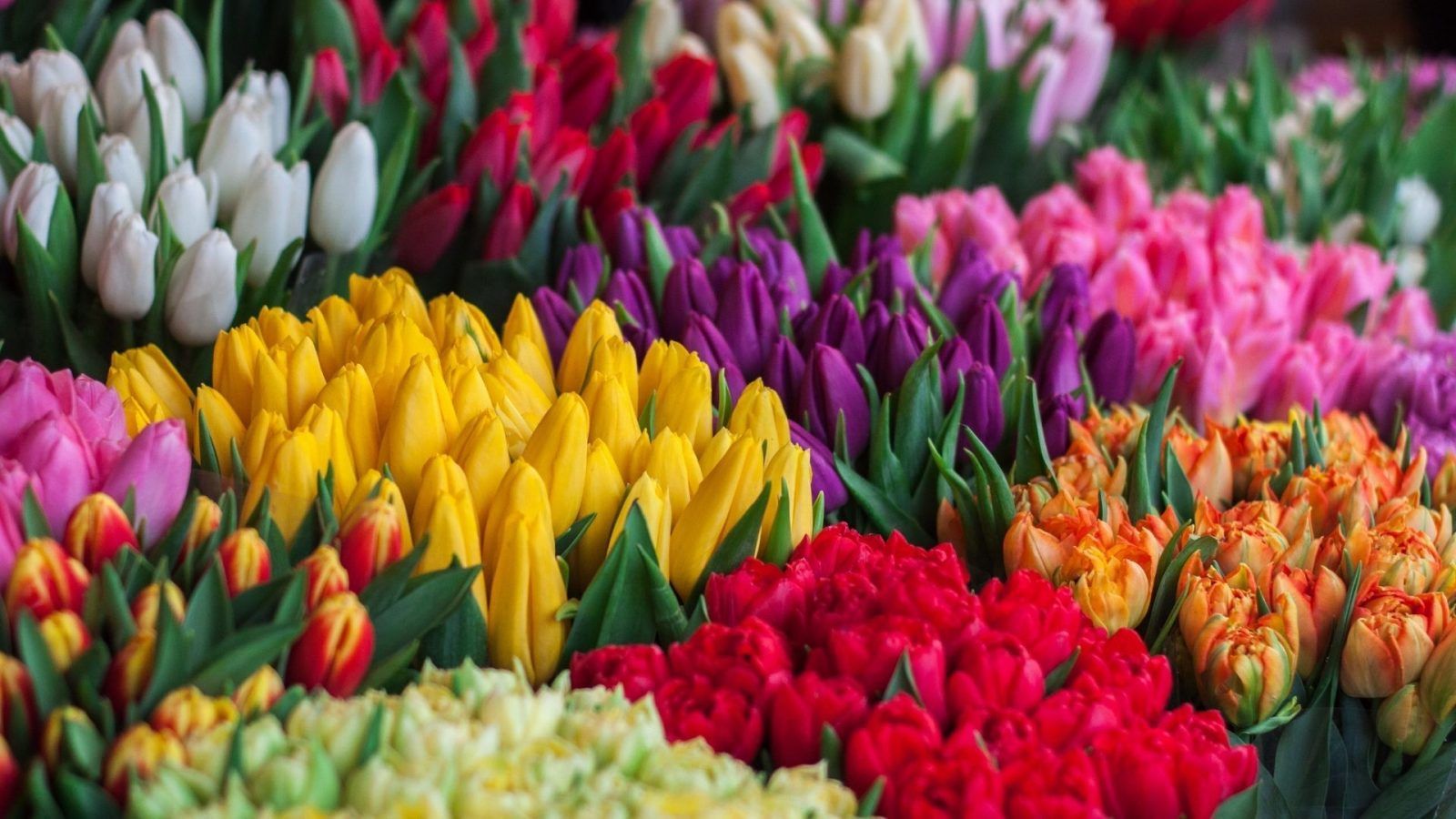 Bouquet Romantic Joy of Tulips, Flower Gallery