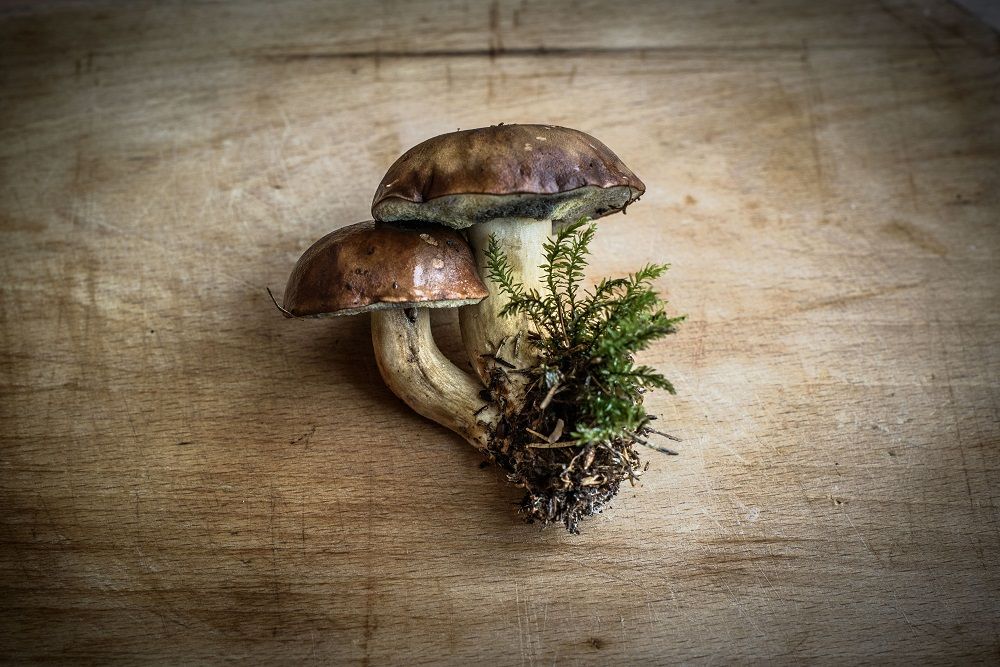 unagi mushroom powder