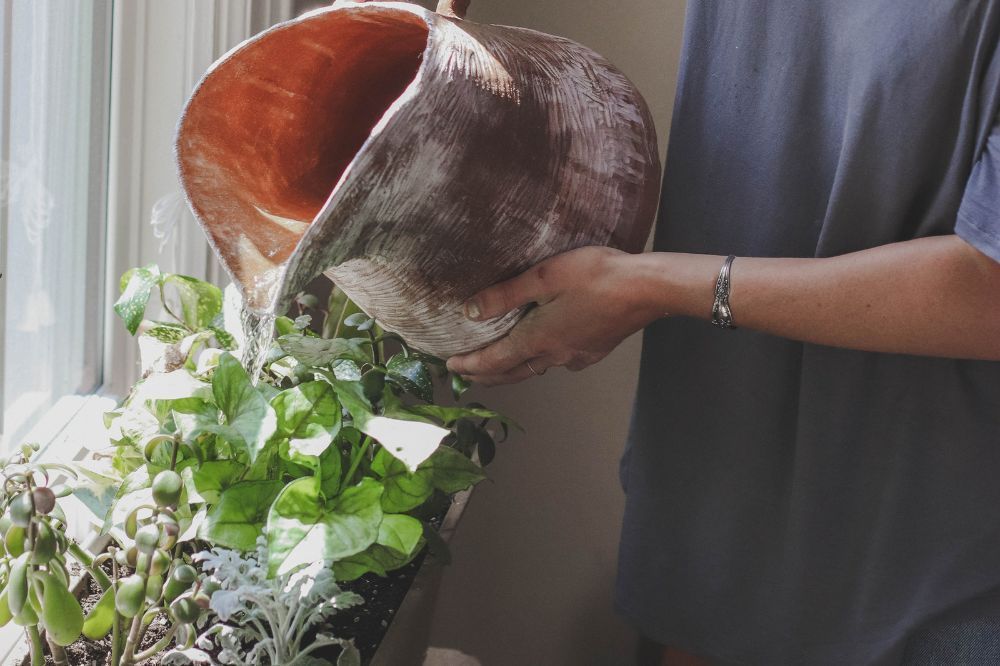 watering plants