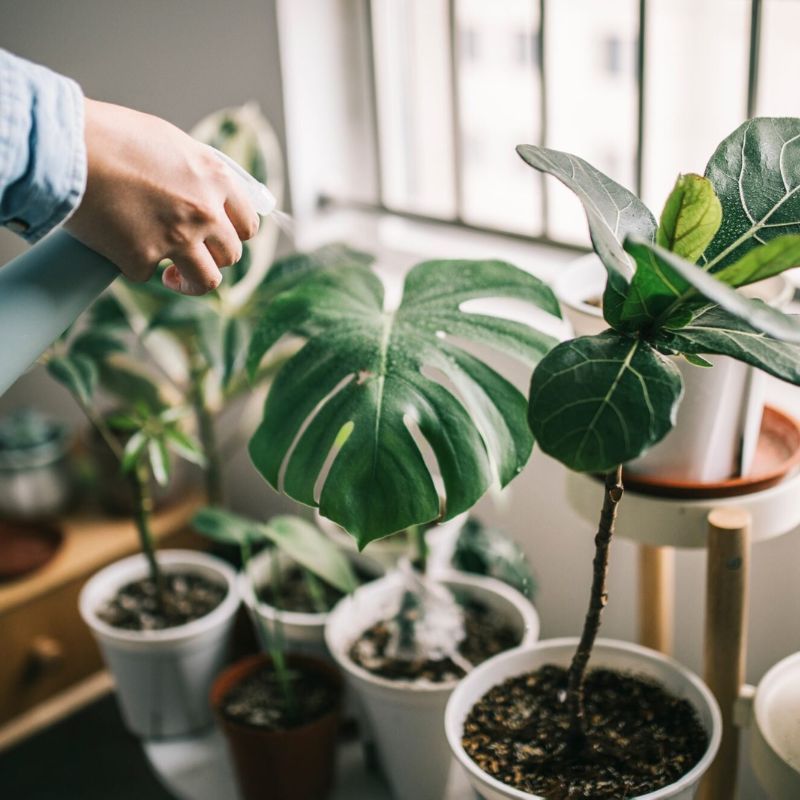 The benefits of having houseplants in your home