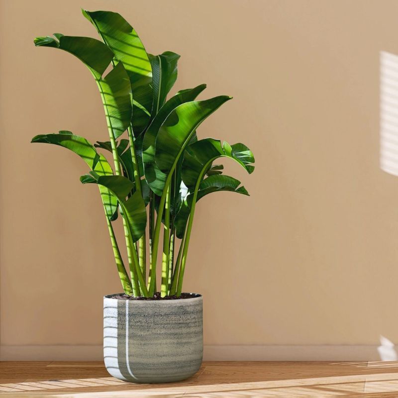 How to care for a banana leaf plant, which will add tropical flair and colour to sunny rooms in your home