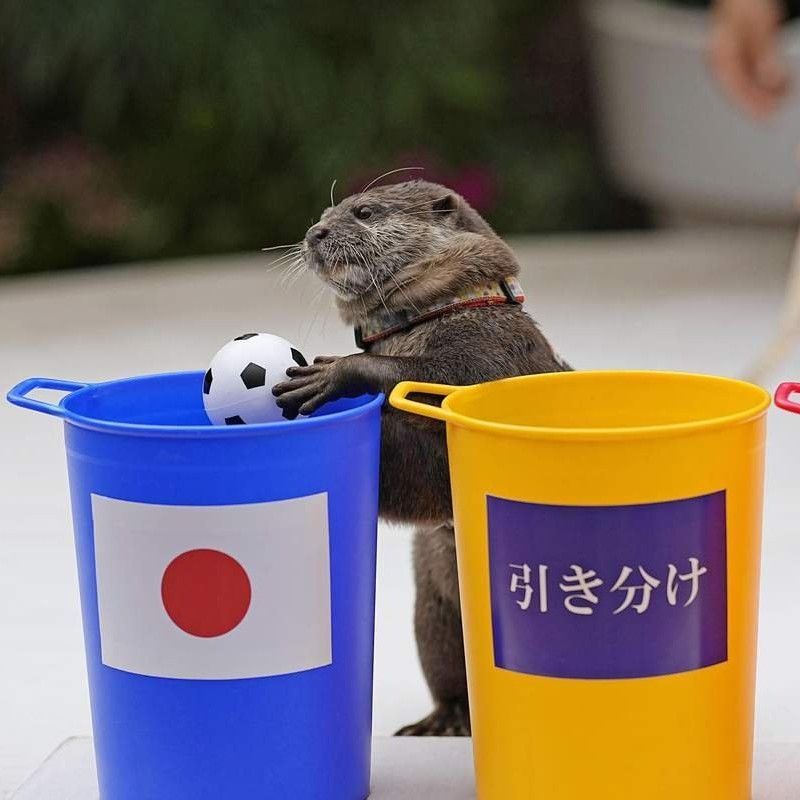 A Japanese otter is predicting the results of the 2022 FIFA World Cup and he is off to a great start!