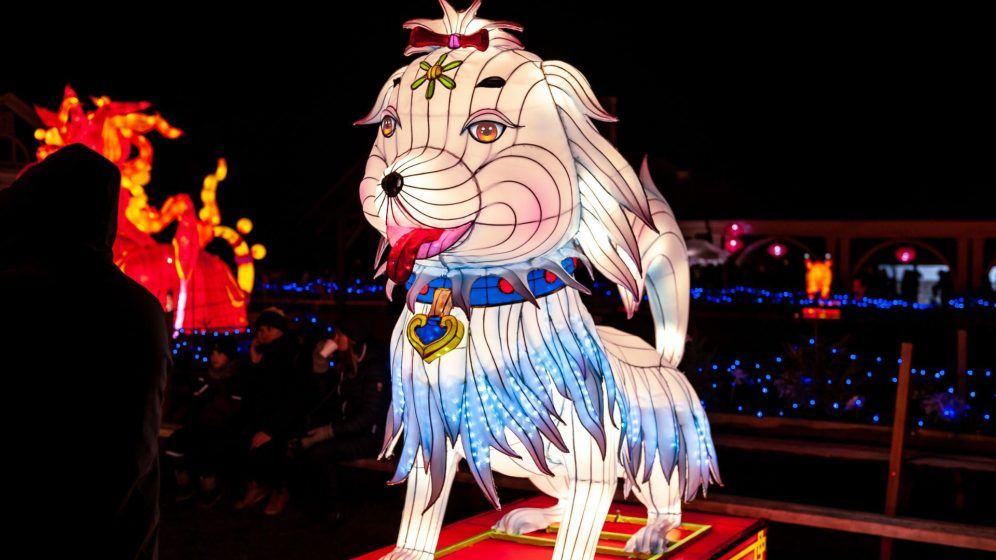 Year of the Rabbit: Get 2023 Lunar New Year predictions and find out the  meaning behind this animal - ABC11 Raleigh-Durham