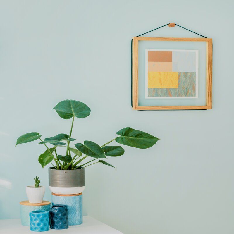 Expensive houseplants that will give your home a luxurious touch