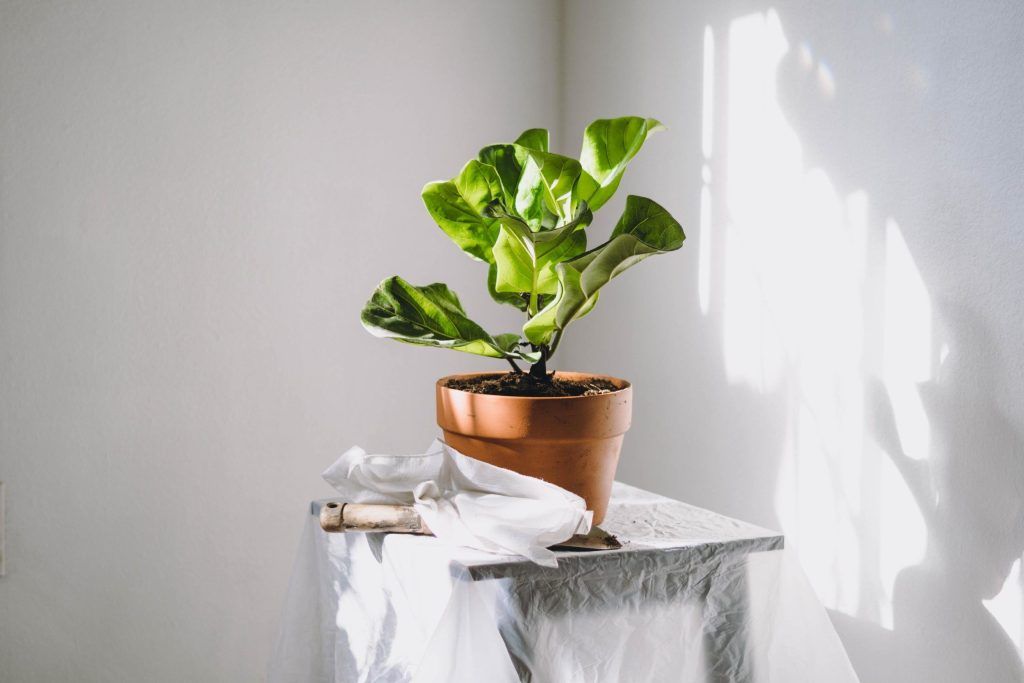 Low-maintenance indoor plants that will stay alive with minimal effort
