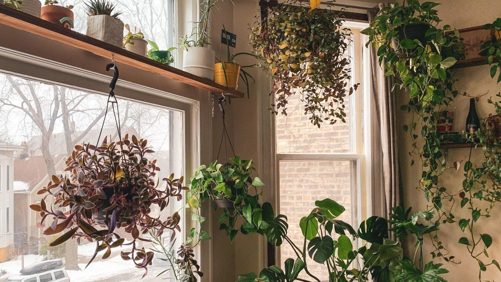 Pothos to coin plant Feng shui plants that attract positivity and money