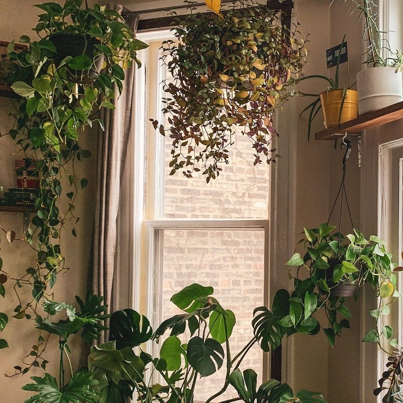 Get these feng shui plants that attract positivity and money for your home