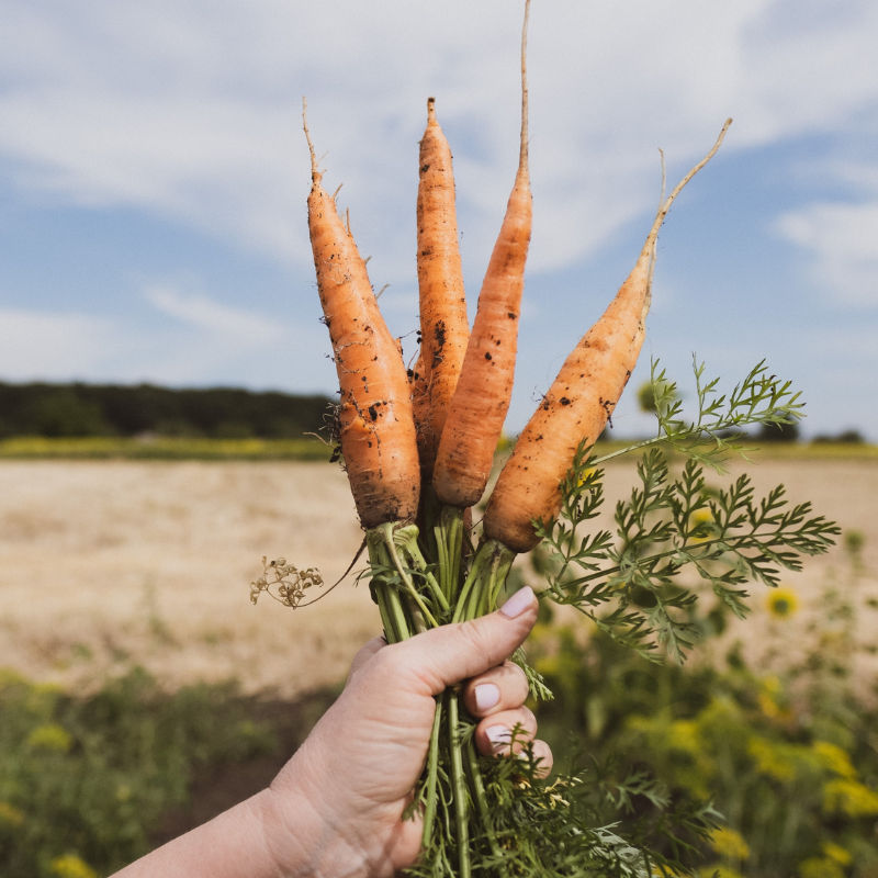 7 carrot benefits that prove it’s a veggie that really cares about you