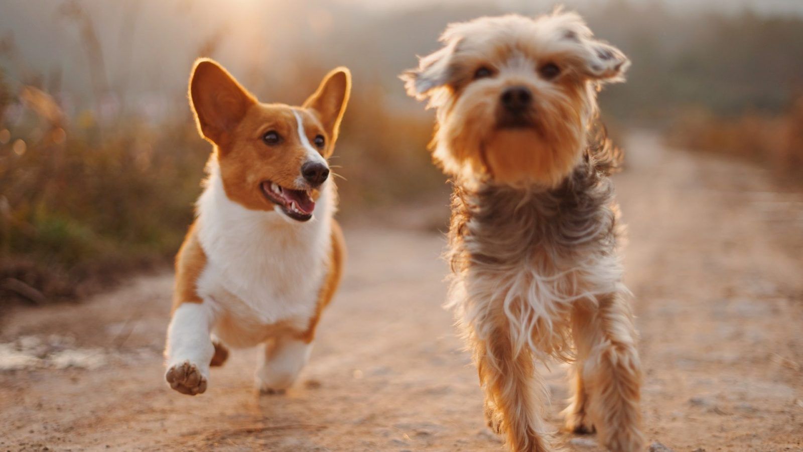 are border collies the smartest breed