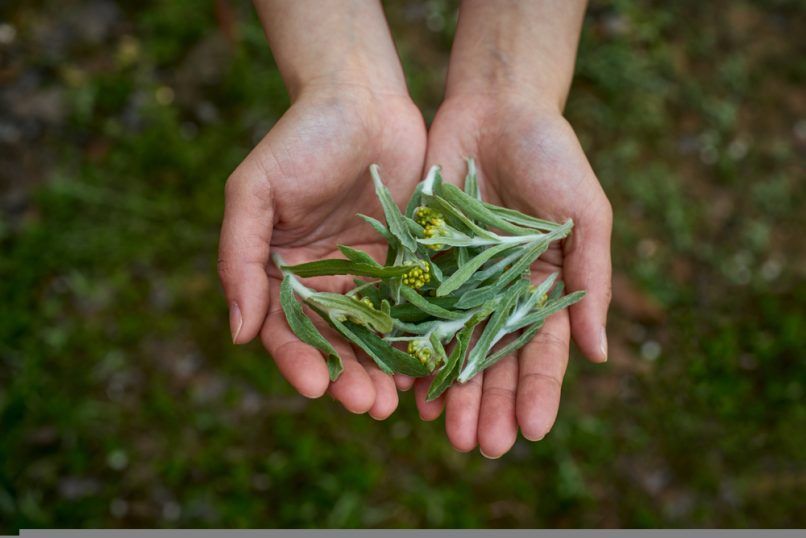 Benefits of Mugwort