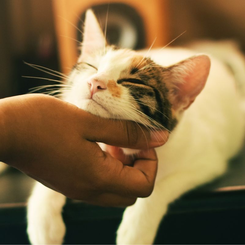 Find out the best cat breed for your zodiac sign