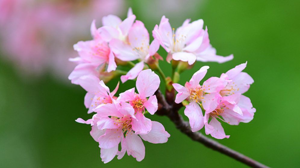 Cherry blossoms: The best viewing spots in Hong Kong