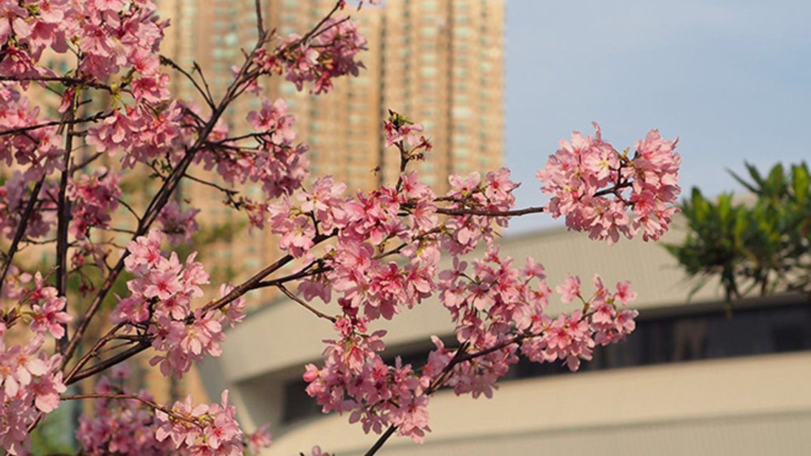 Cherry blossoms The best viewing spots in Hong Kong