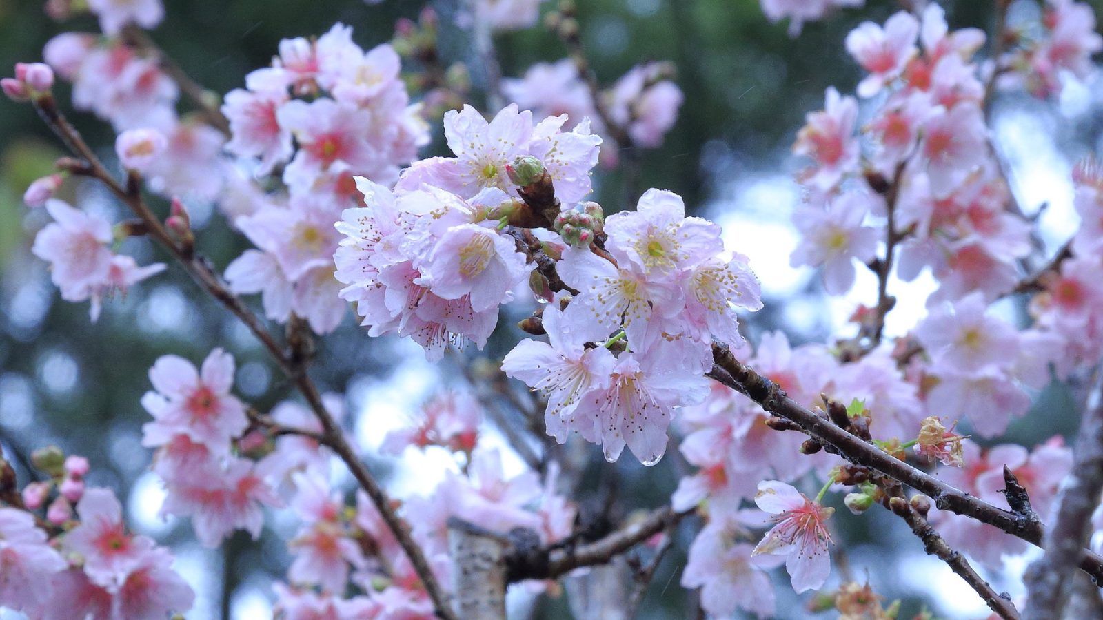 Cherry blossoms The best viewing spots in Hong Kong