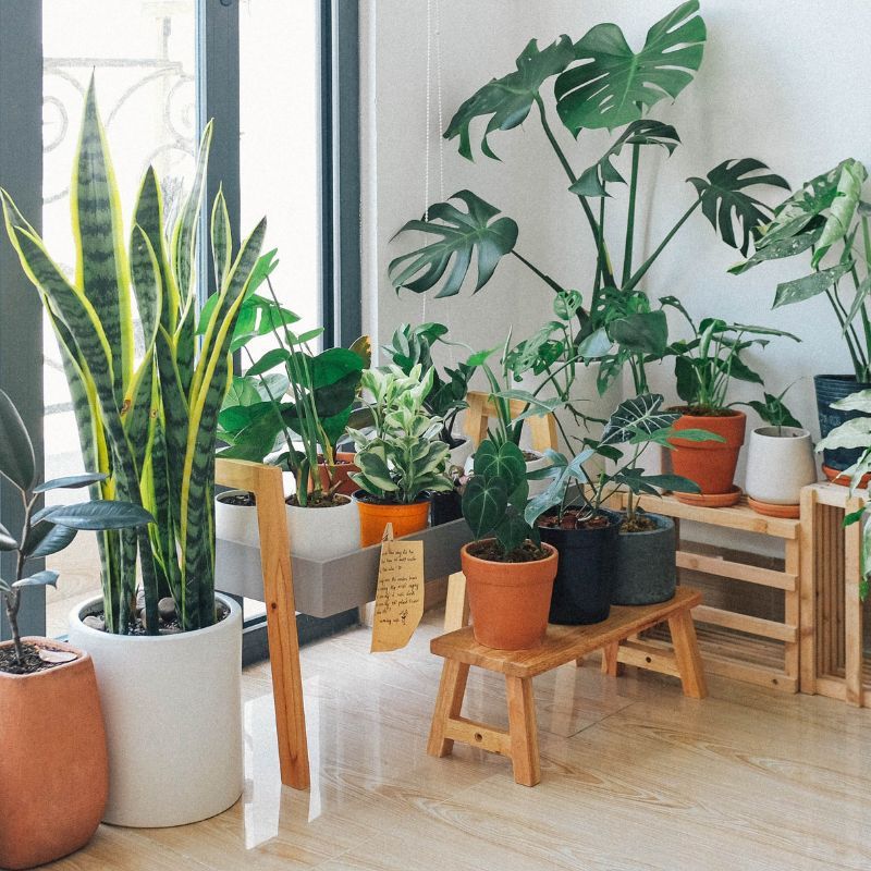 Lucky plants as per your zodiac sign to usher in prosperity