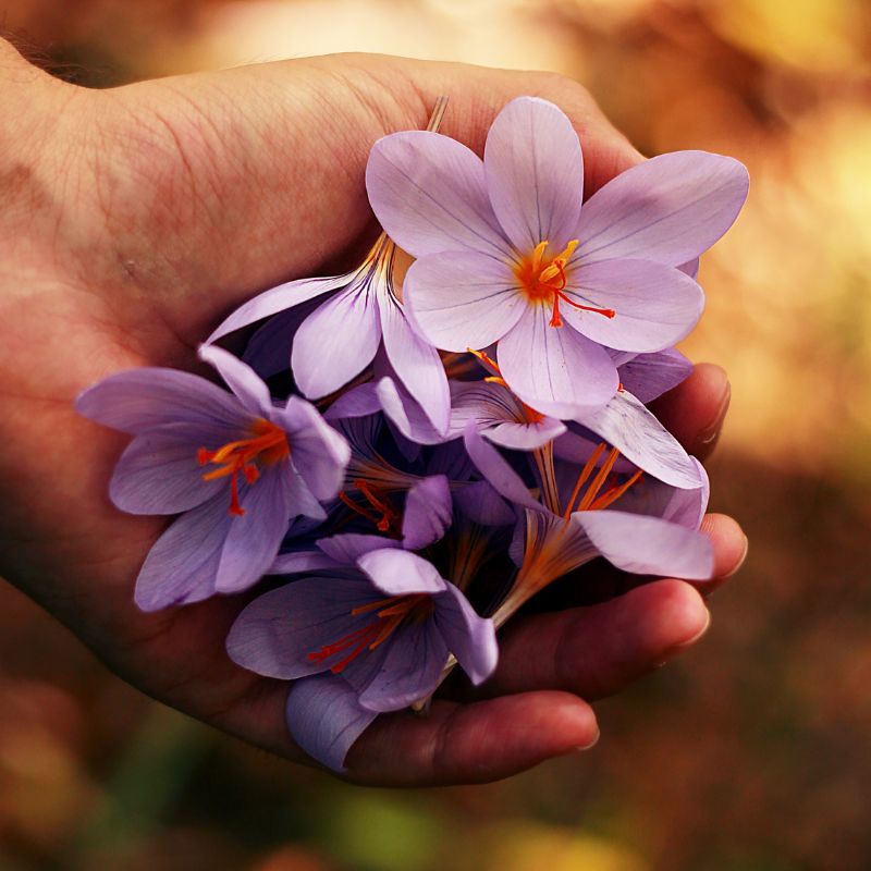 Lucky flowers based on your Chinese zodiac sign to usher in abundance and prosperity