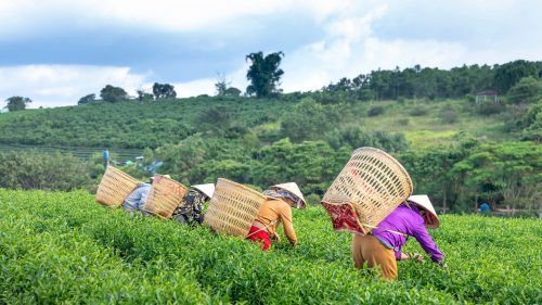 Tea vs Coffee: Which is the better option for you?