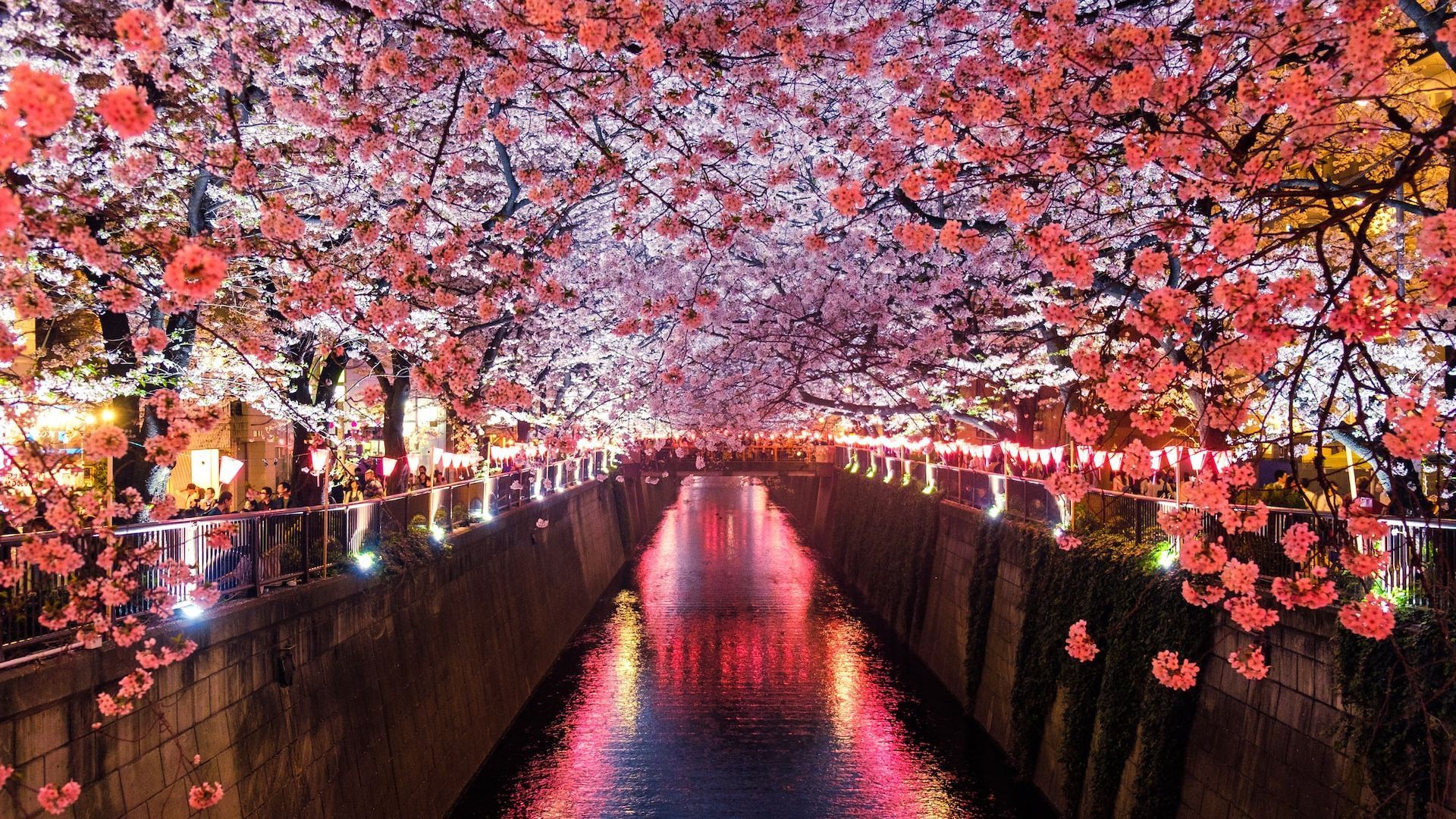 Tokyo cherry blossom