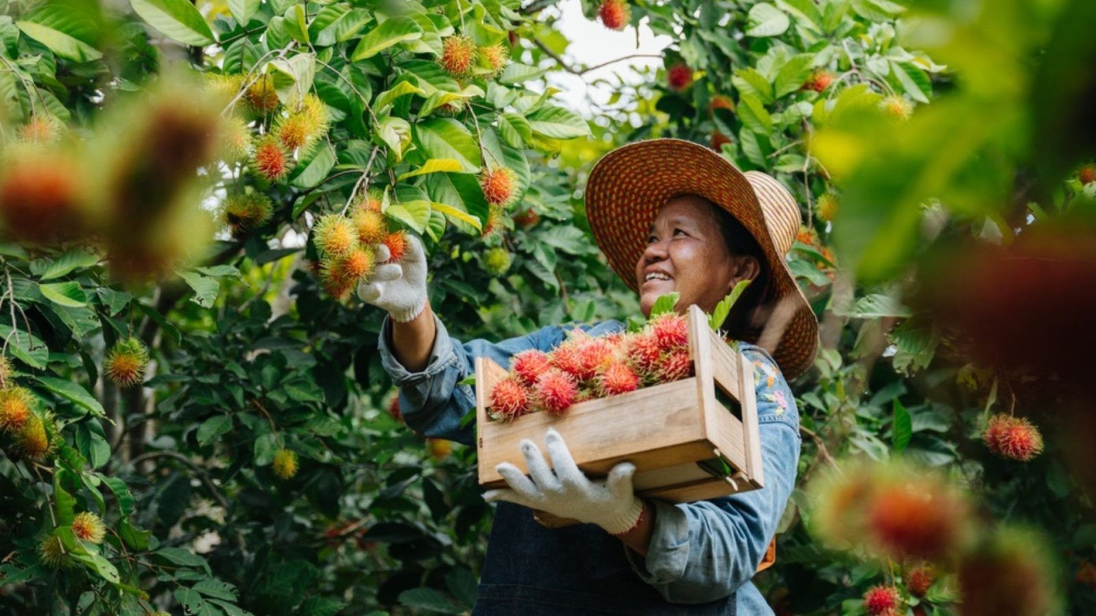 Benefits of super fruit rambutan for skin, hair and overall health