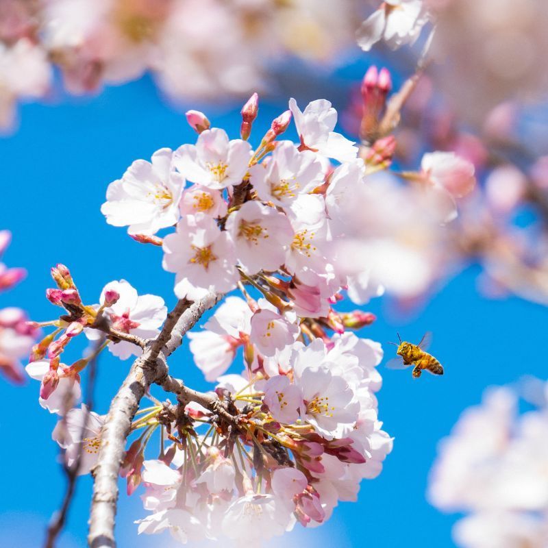 In pics: Blooming cherry blossoms around the world in 2023