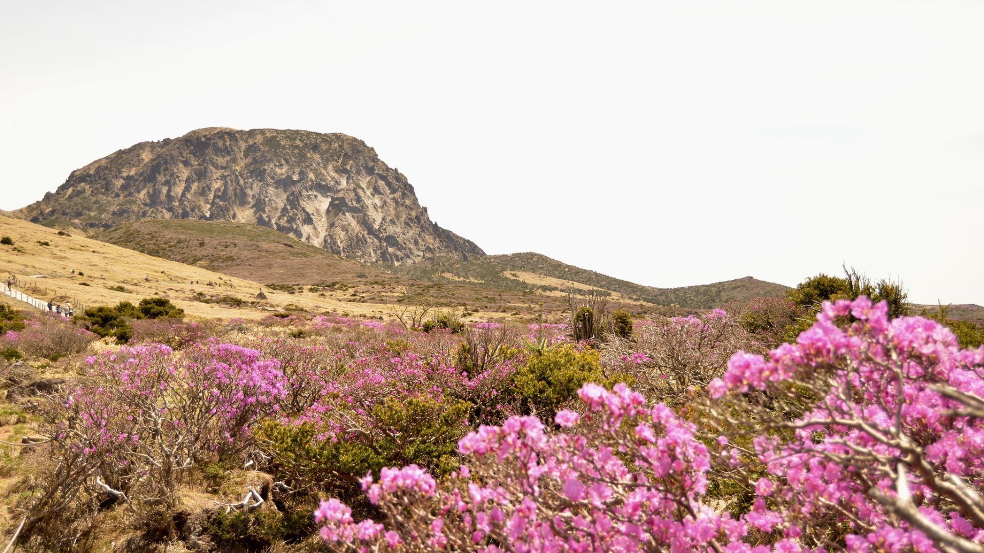 jeju island