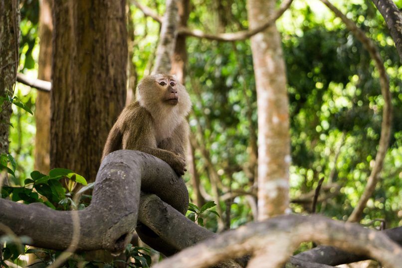 Phuket attractions