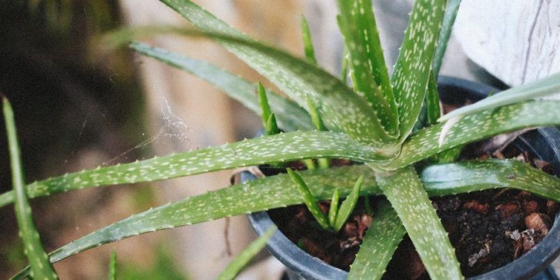 Aloe vera