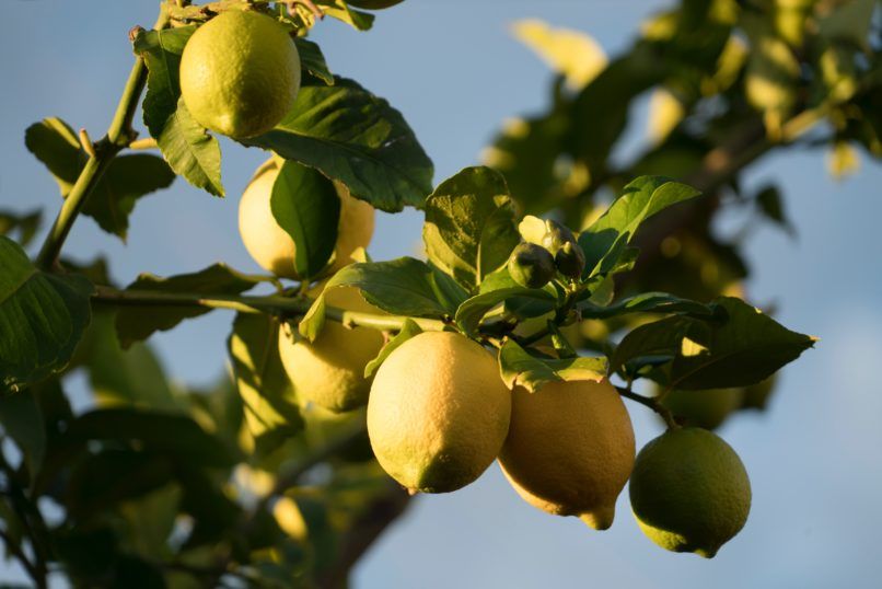 lemon detox diet