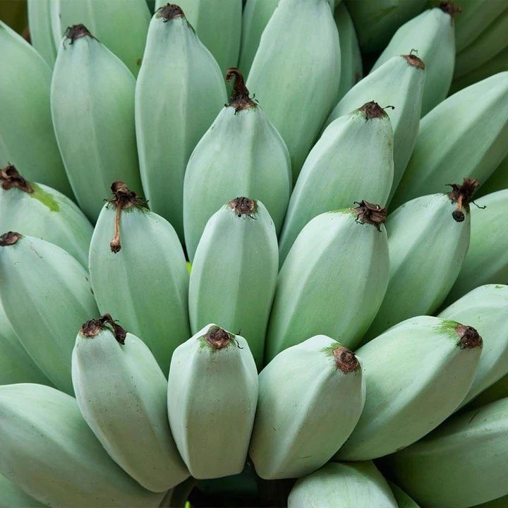 Blue bananas are a thing — and they taste like vanilla ice cream
