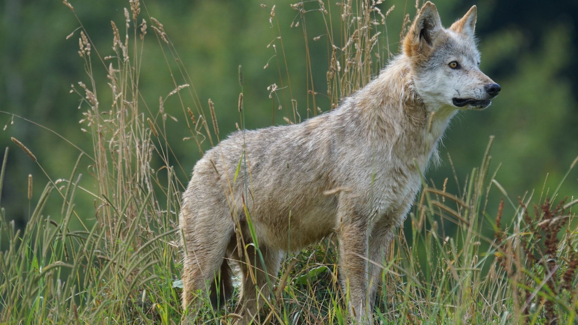 Wolf 