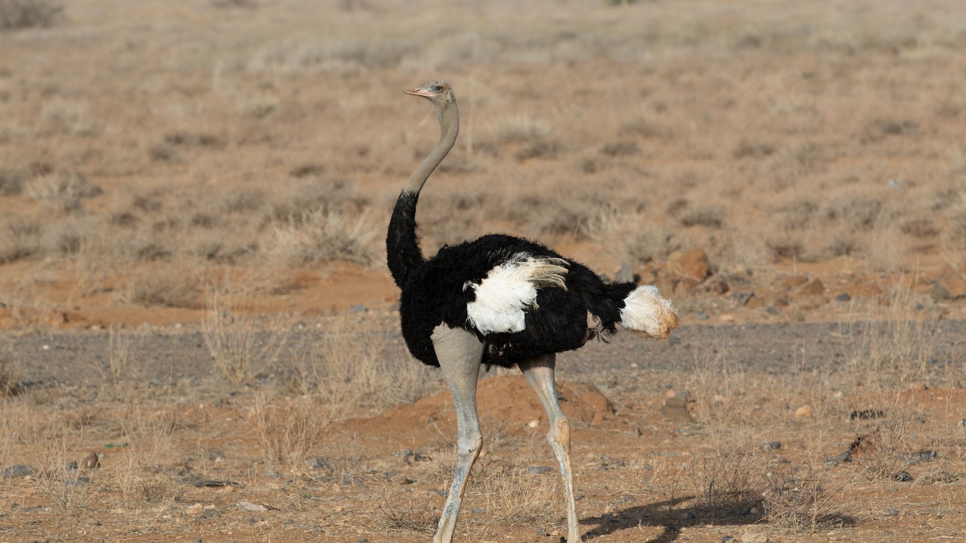 Ostrich 