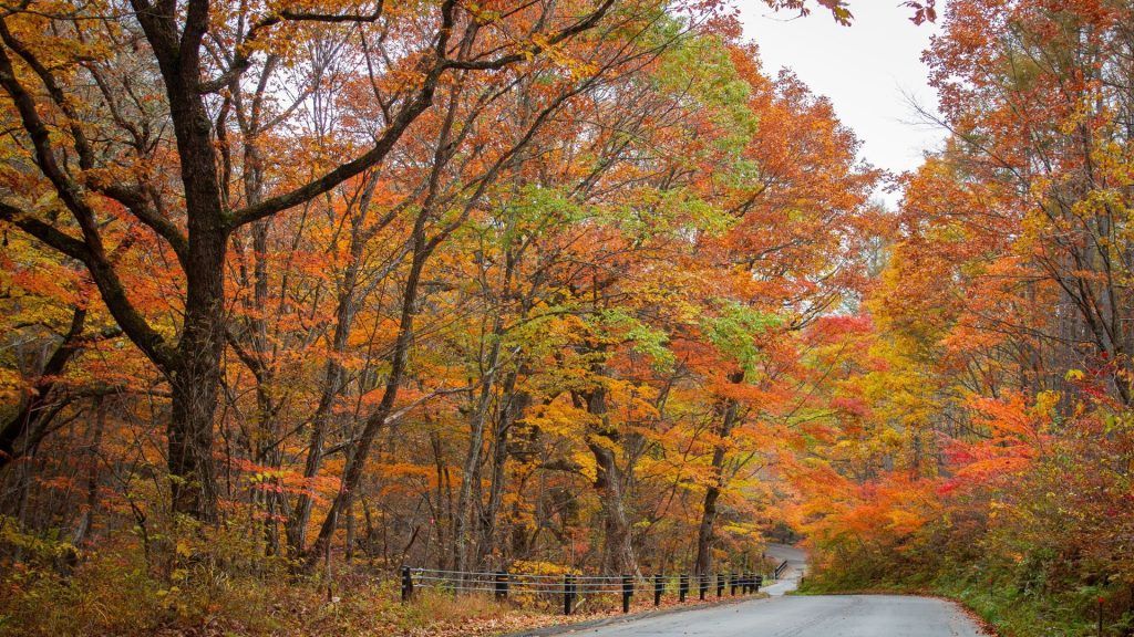 Japan gets ready for spectacular views of fall leaves; another reason to visit the country