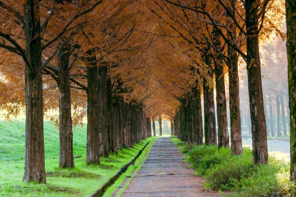 Empty road along trees in forest, Kanazawa.