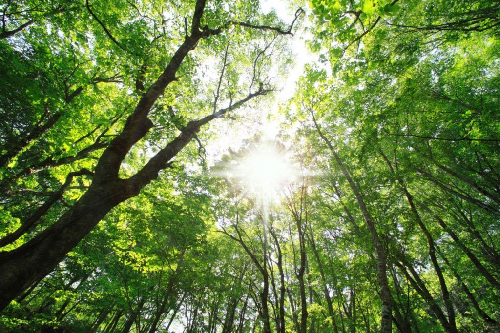 Shirakami- Sanchi (world heritage) in Aomori, Touhoku, Japan