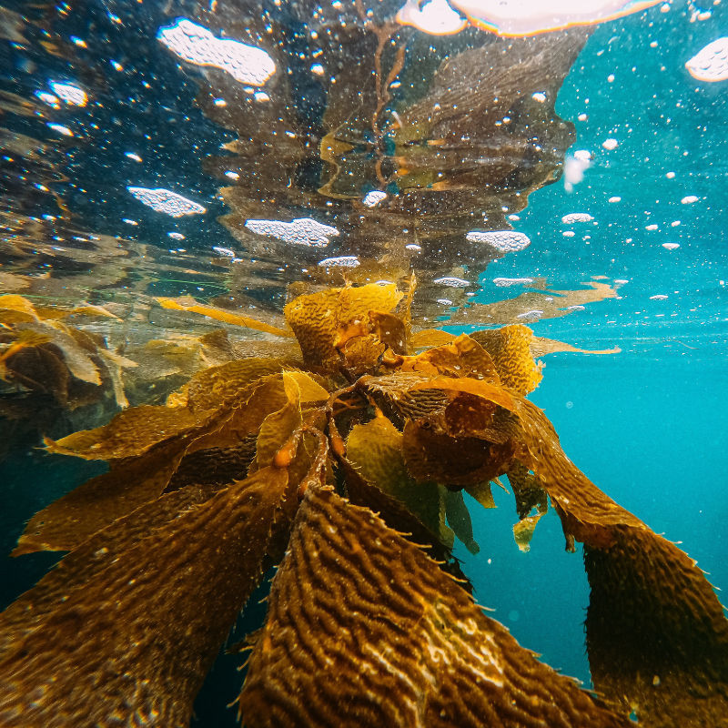 Beneath the waves: The surprising benefits of sea kelp for your skin