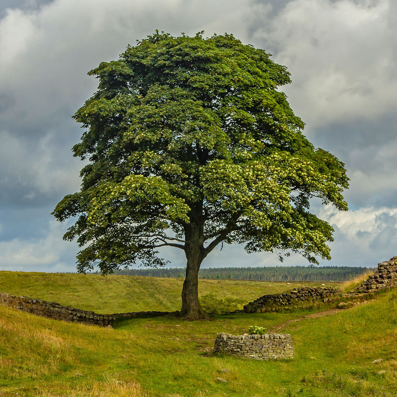 Do You Need Permission To Cut Down A Sycamore Tree at Tarah Gordon blog