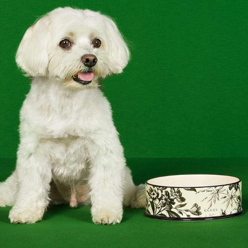11 most expensive pet accessories ever