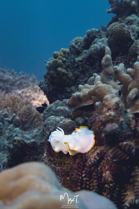 Testing the iPhone 15 Pro Max for Underwater Photography