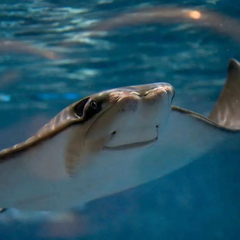 Meet the world’s first artificially inseminated cownose ray pup at Ocean Park
