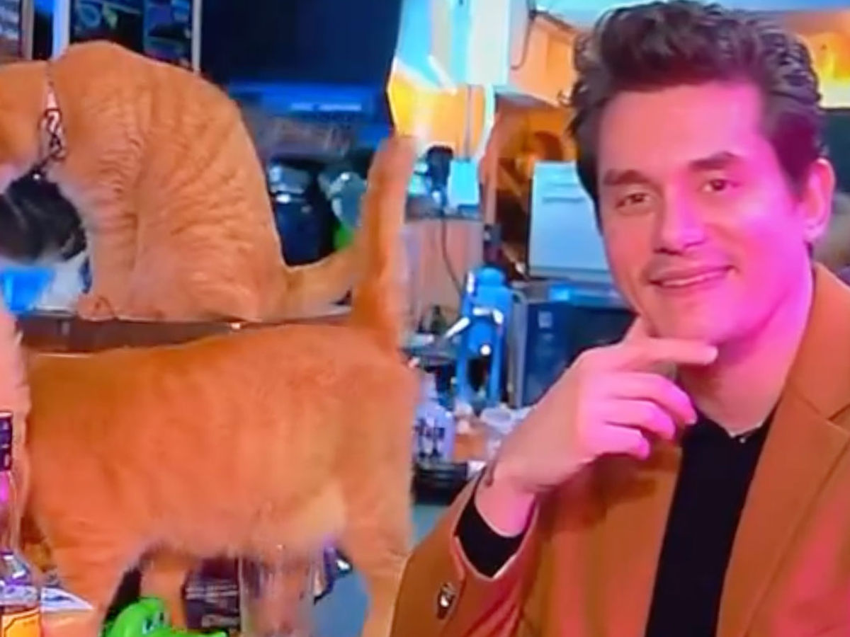 John Mayer Celebrates NYE from a cat cafe in Tokyo