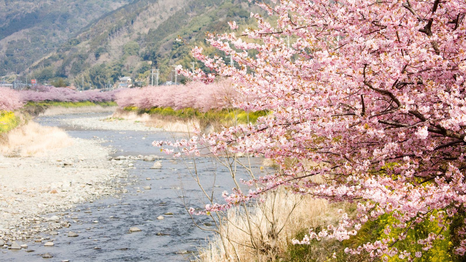 Kawazu Cherry Blossom Festival earliest cherry blossoms in East Japan