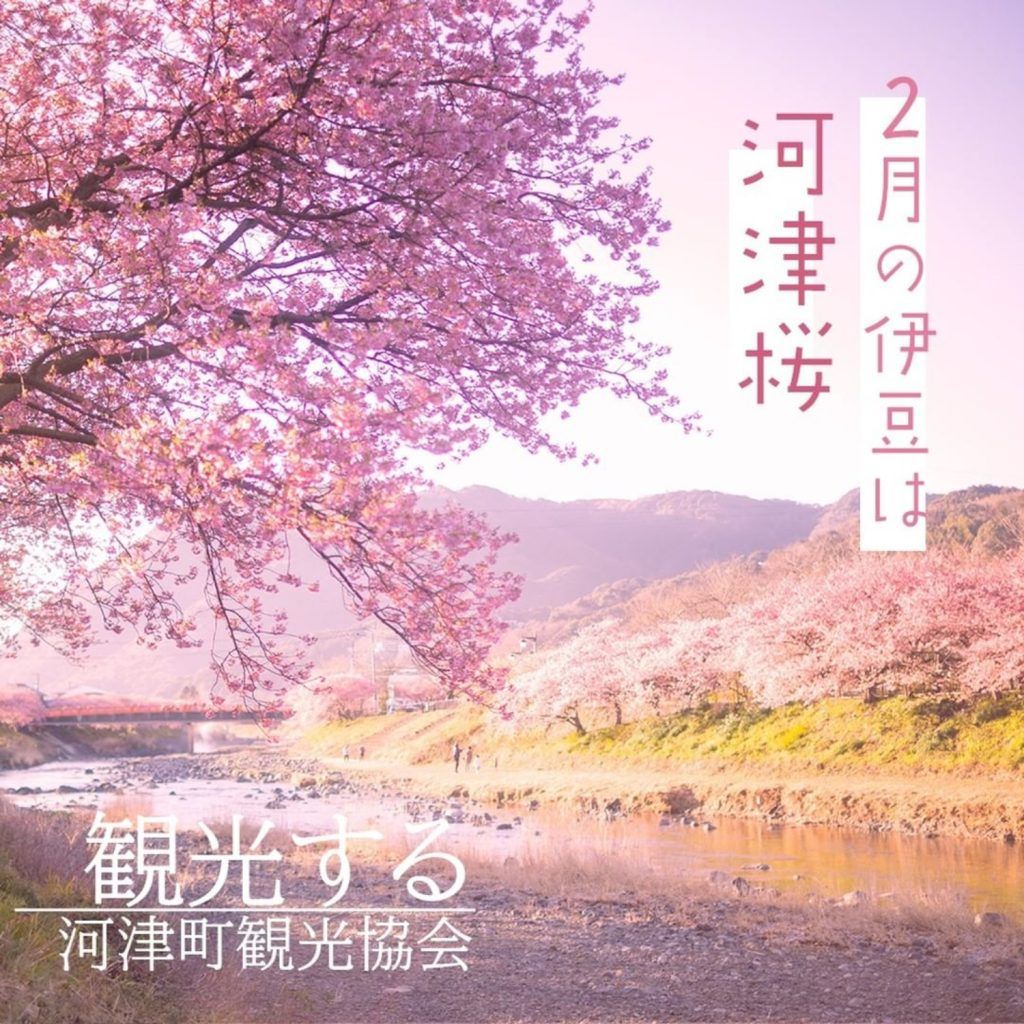 Kawazu Cherry Blossom Festival 2024: Celebrate the first bloom of East Japan