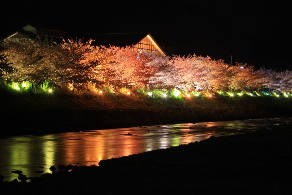 Kawazu Cherry Blossom Festival earliest cherry blossoms in East Japan