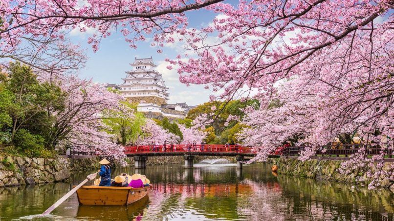Особенность сезона цветения сакуры в Японии 2024 года